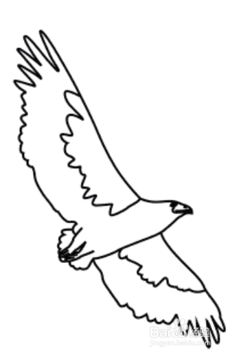 雄鹰展翅简单画法图片
