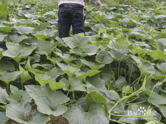 种植南瓜的注意事项