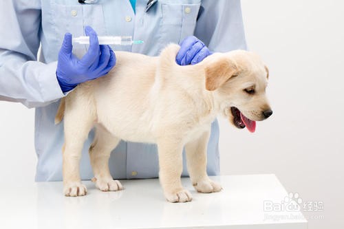 孕妇养狗注意事项