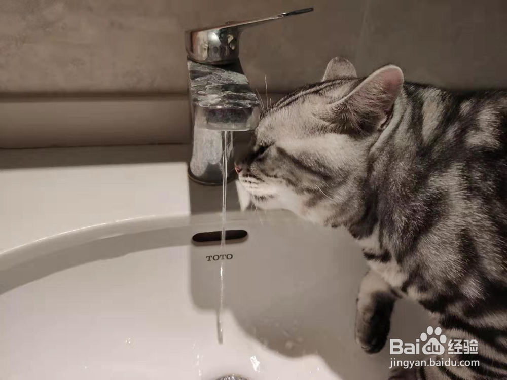 猫咪床上尿尿的原因和应对方法