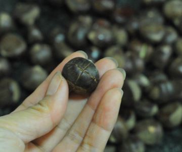 板栗怎么快速去壳去皮