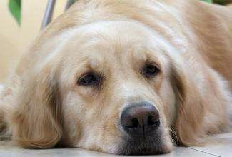 怎么知道狗狗有没有发烧了呢?