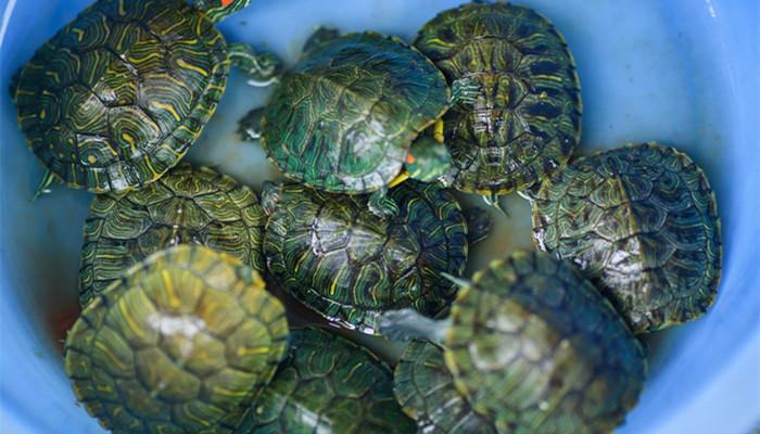 巴西龟皮肤红能自愈吗