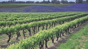 学院街攻略：[57]阿德雷德大学娱乐攻略