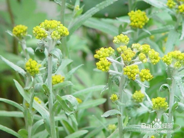 鼠曲草种植技术
