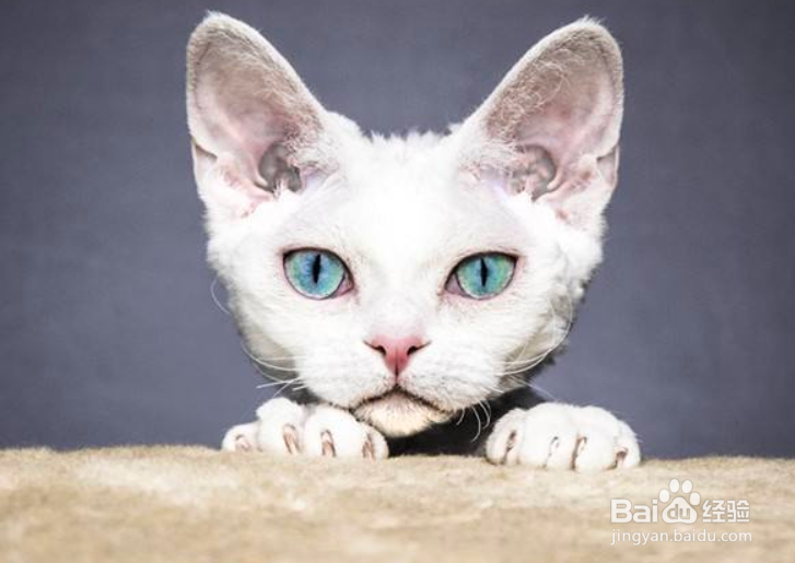 如何训练德文卷毛猫