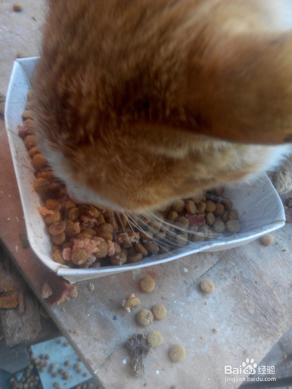 猫口腔溃疡复发怎么办