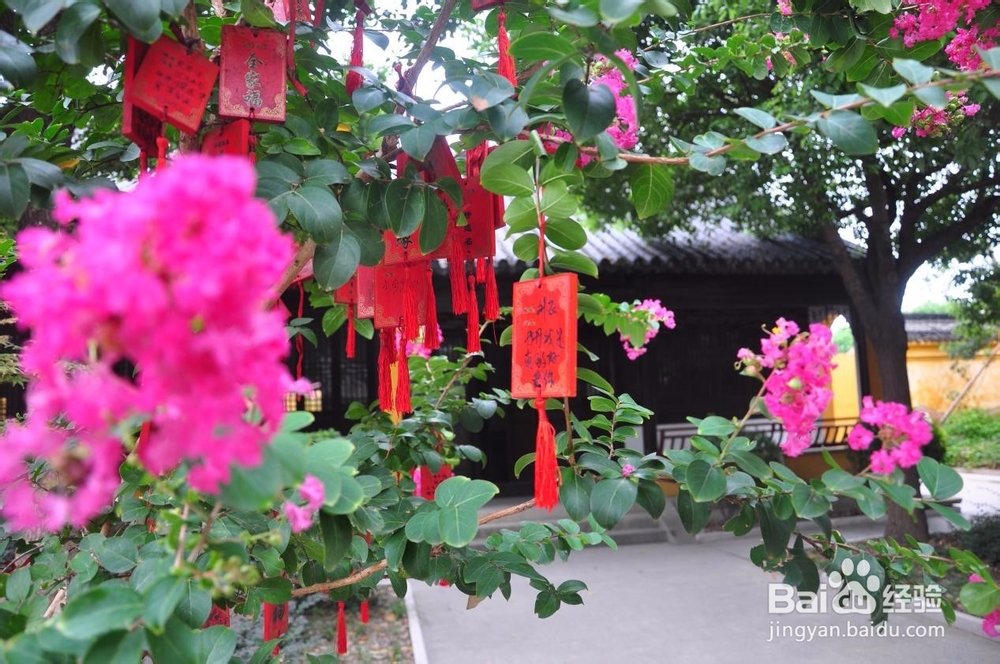 从震泽出发，探访无边春色！