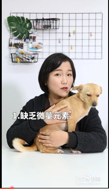 造成狗狗吃便便的原因