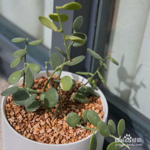 碧雷鼓多久浇一次水？