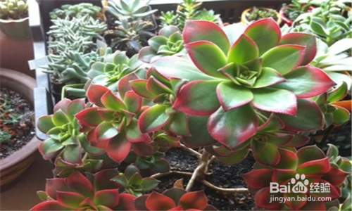 如何种植多肉叶插苗