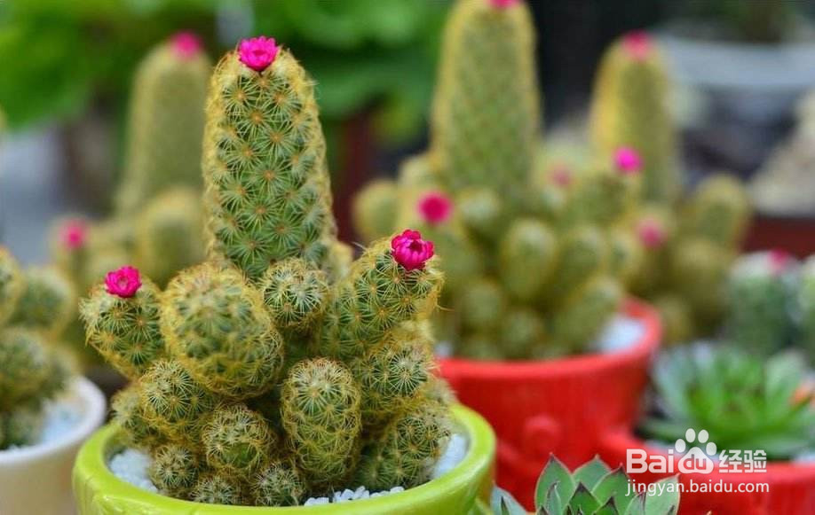 防辐射植物室内