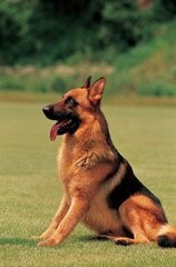 宠物狗的品种有哪些？