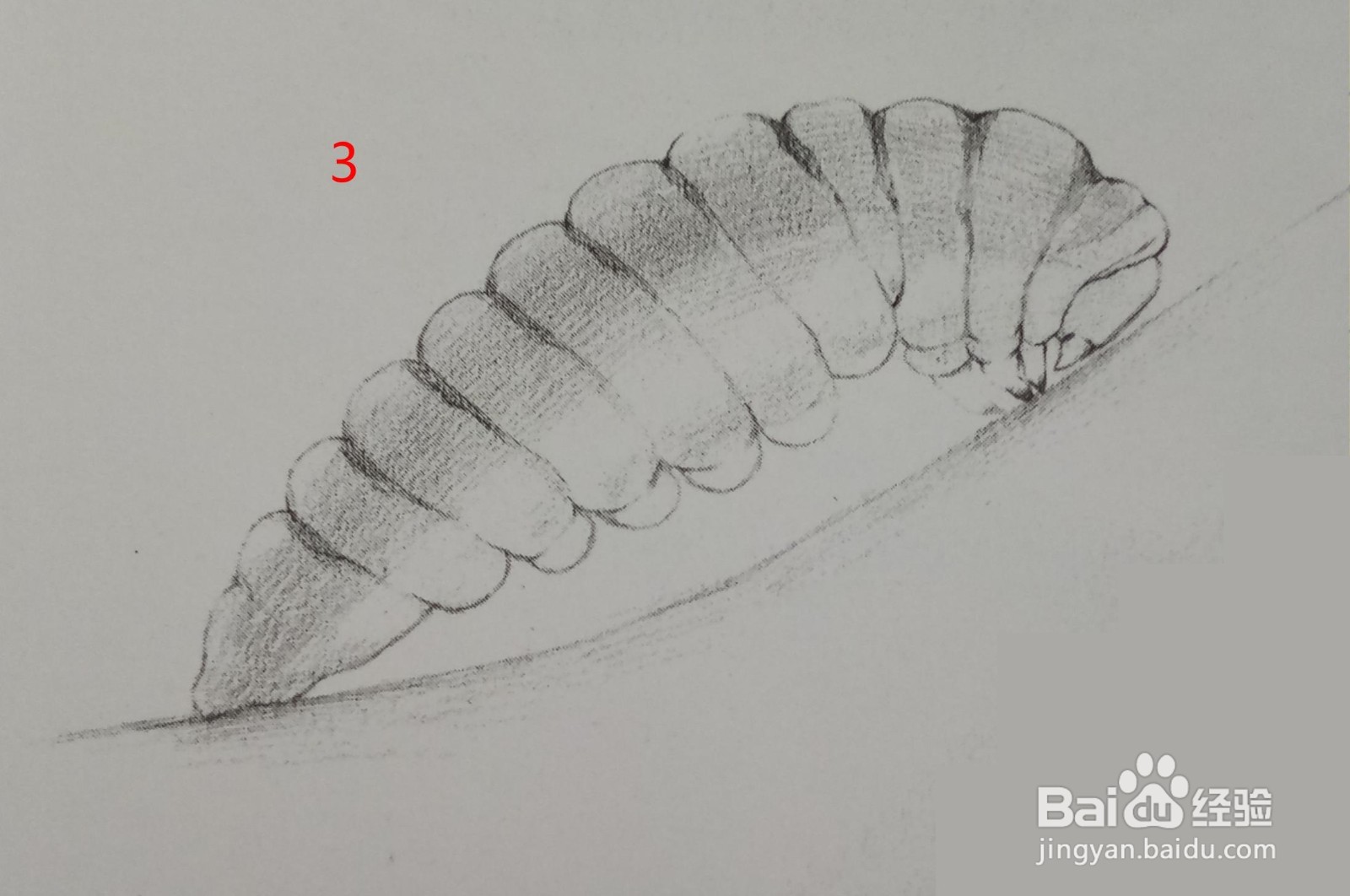 素描画——毛毛虫的画法