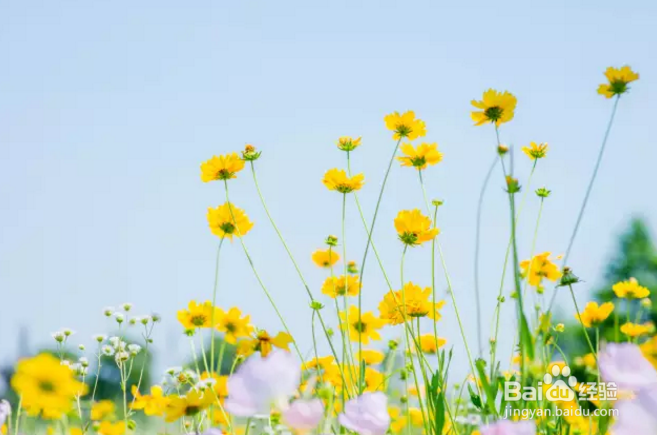 端午节双山岛攻略来啦