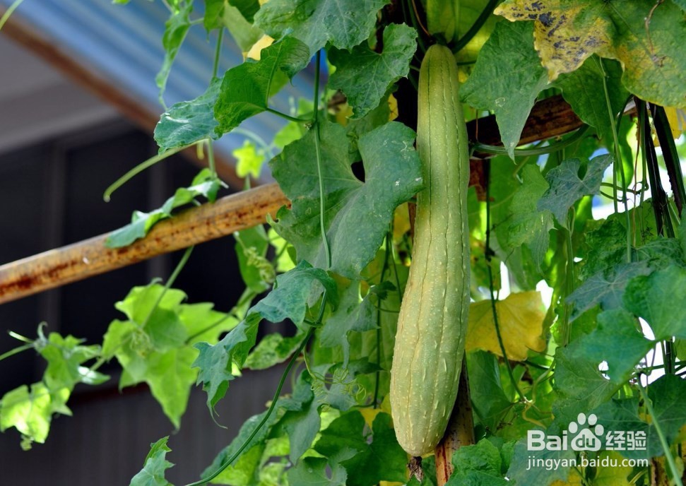 丝瓜种植：夏季丝瓜怎么防治早衰？