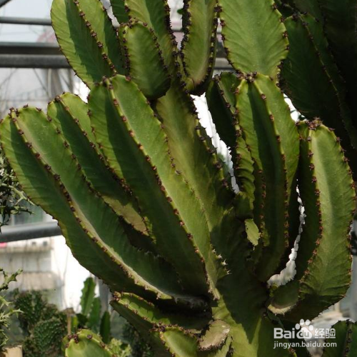 大戟阁锦怎么繁殖？