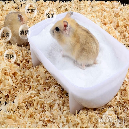 如何给仓鼠洗澡