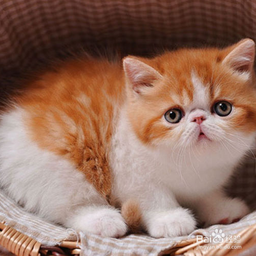 幼猫拉肚子怎么办？