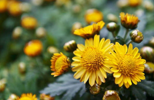 选一种花，用两种修辞手法描写。。