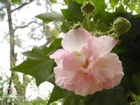 木芙蓉种植技术