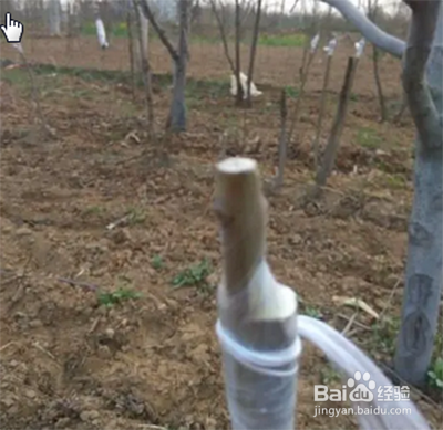 樱花嫁接时间和方法