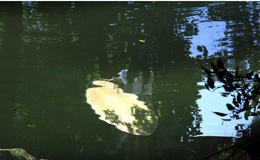 水中捞月的歇后语是什么