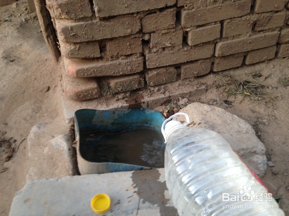 如何给凶猛的狗喂食物