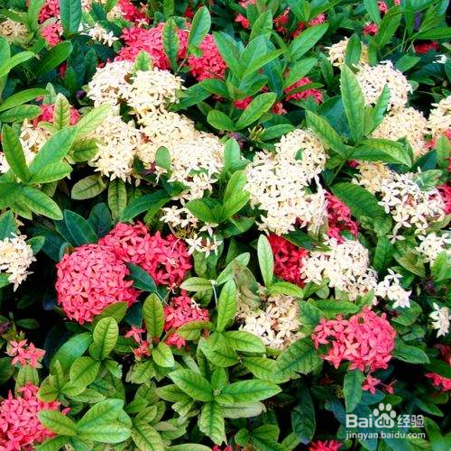 仙丹花不开花应该怎么办？