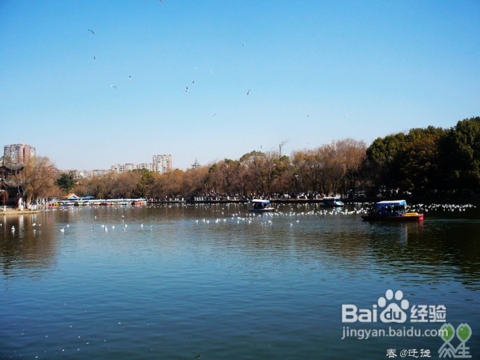 【春的迁徙】冬日，昆明观鸥攻略