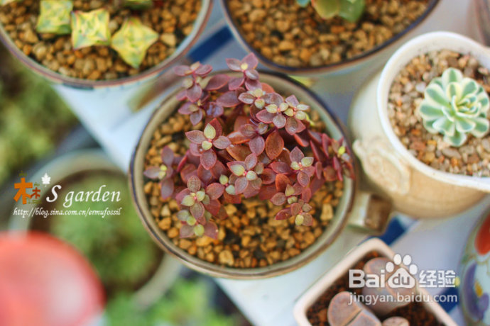 植物摄影小窍门+皮神山大王记