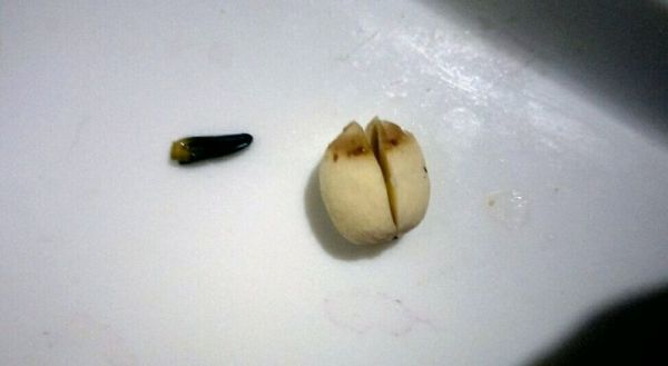 桂圆莲子八宝粥