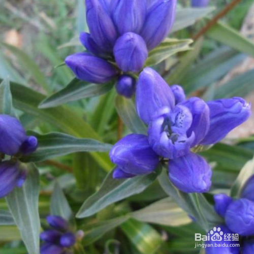 龙胆草种植时需要注意什么