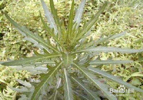 鼻息肉的症状