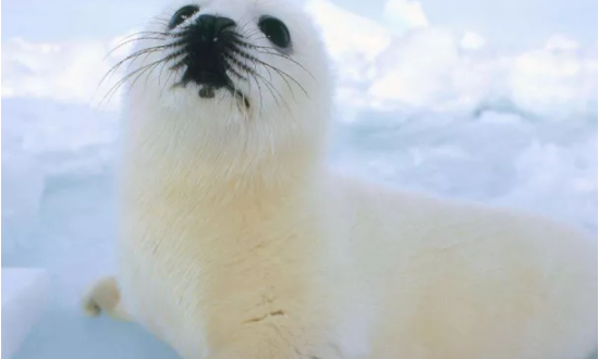 冬天的动物有哪些