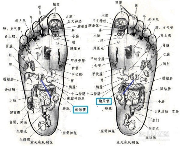 人到中年脱发怎么办