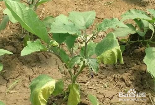 茄子开花期怎么施草木灰