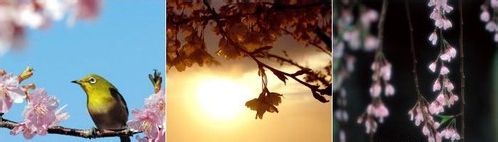 花卉摄影技巧-拍摄樱花的基础技巧