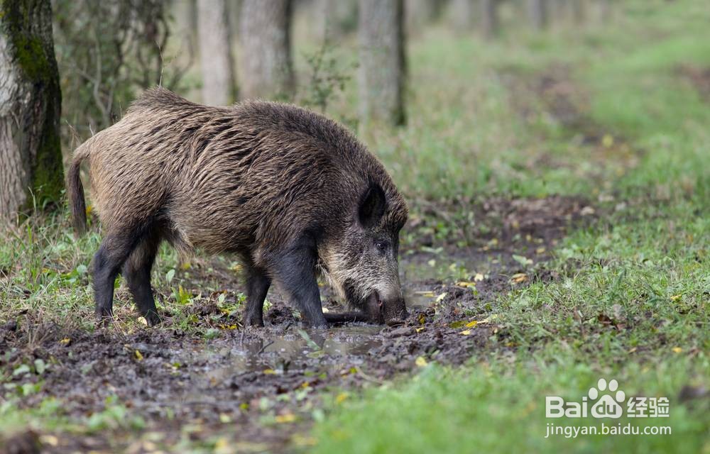 动物治病的方法有哪些