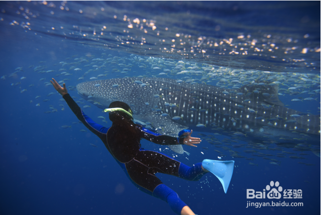 去西澳大利亚旅游,宁加洛珊瑚礁怎么玩?