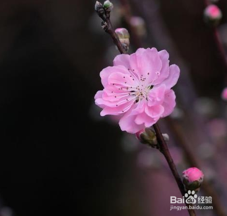 拍花朵有哪些构图技巧