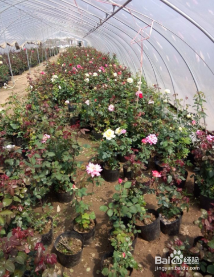 月季花育苗方法