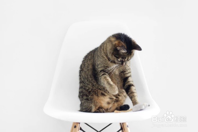 引导猫咪不要在你的键盘上玩耍