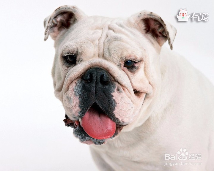 主人需要注意的狗狗易患疾病