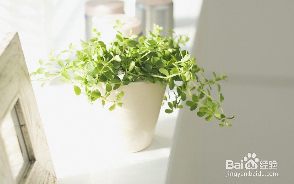 如何让盆栽长得更好？