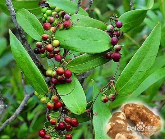 土茯苓的种植方法