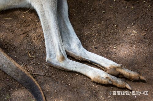 袋鼠是如何进行奔跑的?