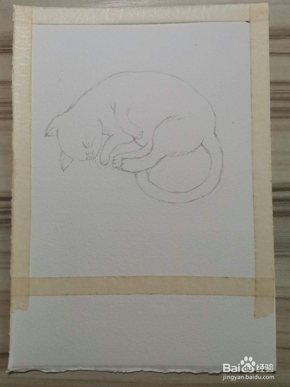 我家的猫咪水彩手绘线稿教程