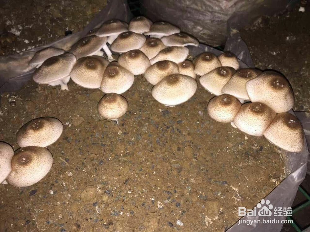 空气源高温热泵烘干机应用在香菇烘干的工艺流程