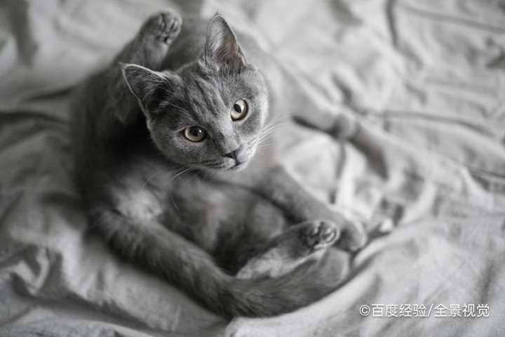 怎么帮助母猫退奶